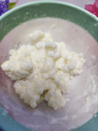 Grammi granuli di kefir - 15,