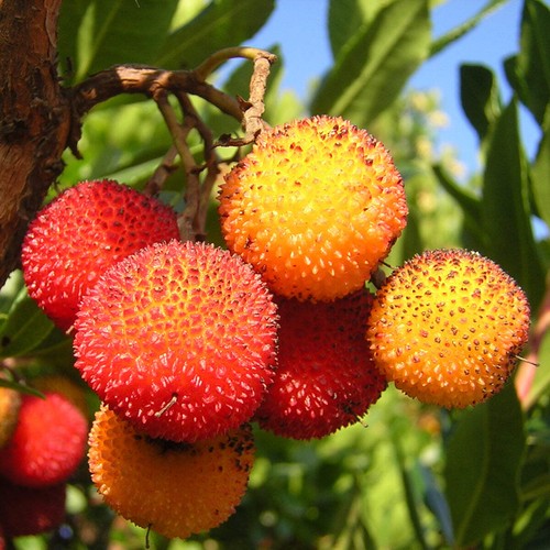 Arbutus unedo corbezzolo - unedo,