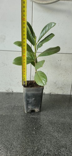 Lauro ceraso vaso 7x7 - , h